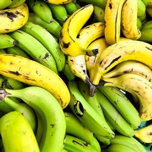 Plátano