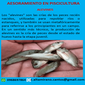 Asesoramiento Alevines