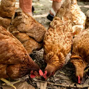 Gallinas criollas