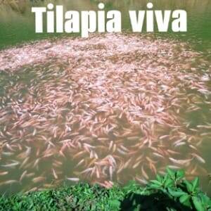 Tilapia viva por quintal