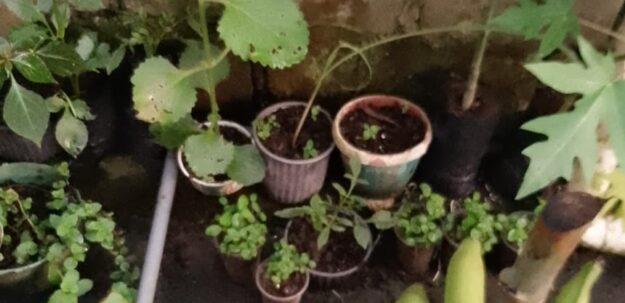 Plantas ornamentales
